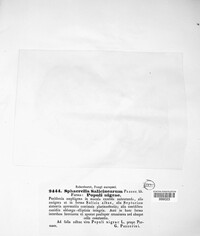 Sphaerella salicinearum image